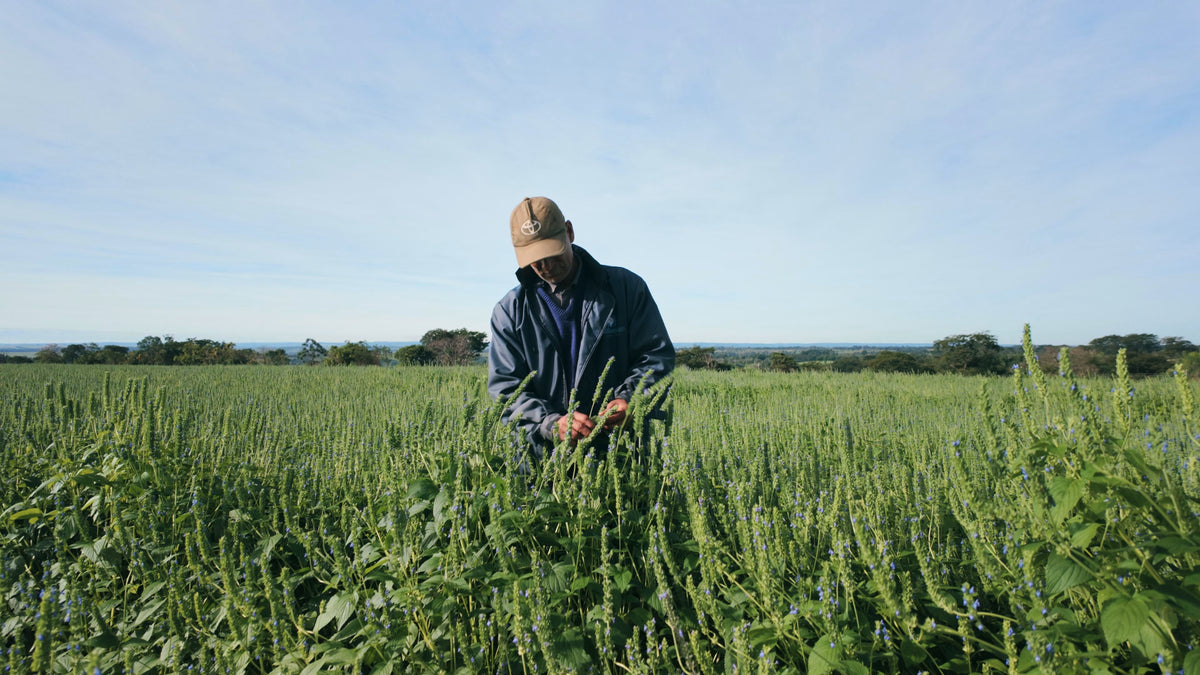 A grower checks chia plants in a green field under a blue sky
