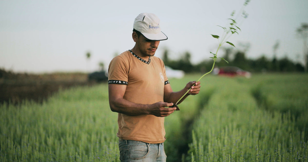 A grower holds a chia sprig and a tablet in a green chia field