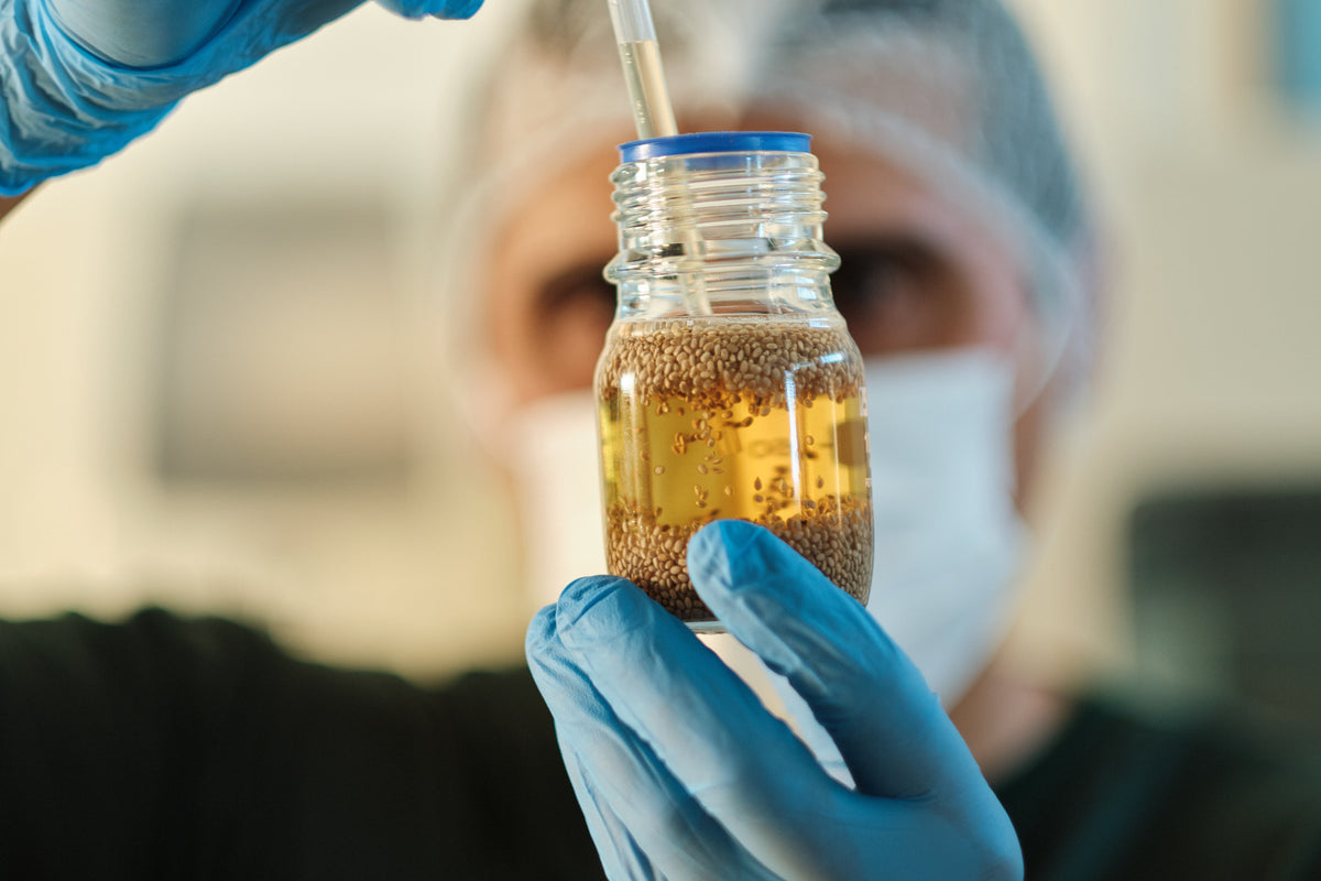 A lab technician in a hairnet, mask and gloves examines a glass jar of chia seeds